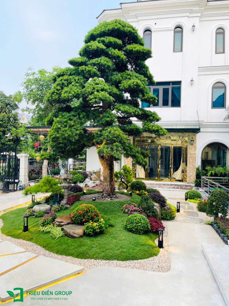 50+ Mẫu cải tạo sân vườn biệt thự đẹp và ấn tượng nhất hiện nay 4 Thiết kế thi công sân vườn trọn gói tại hà nội