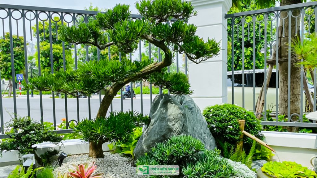 50+ Mẫu cải tạo sân vườn biệt thự đẹp và ấn tượng nhất hiện nay 13 Thiết kế thi công sân vườn trọn gói tại hà nội