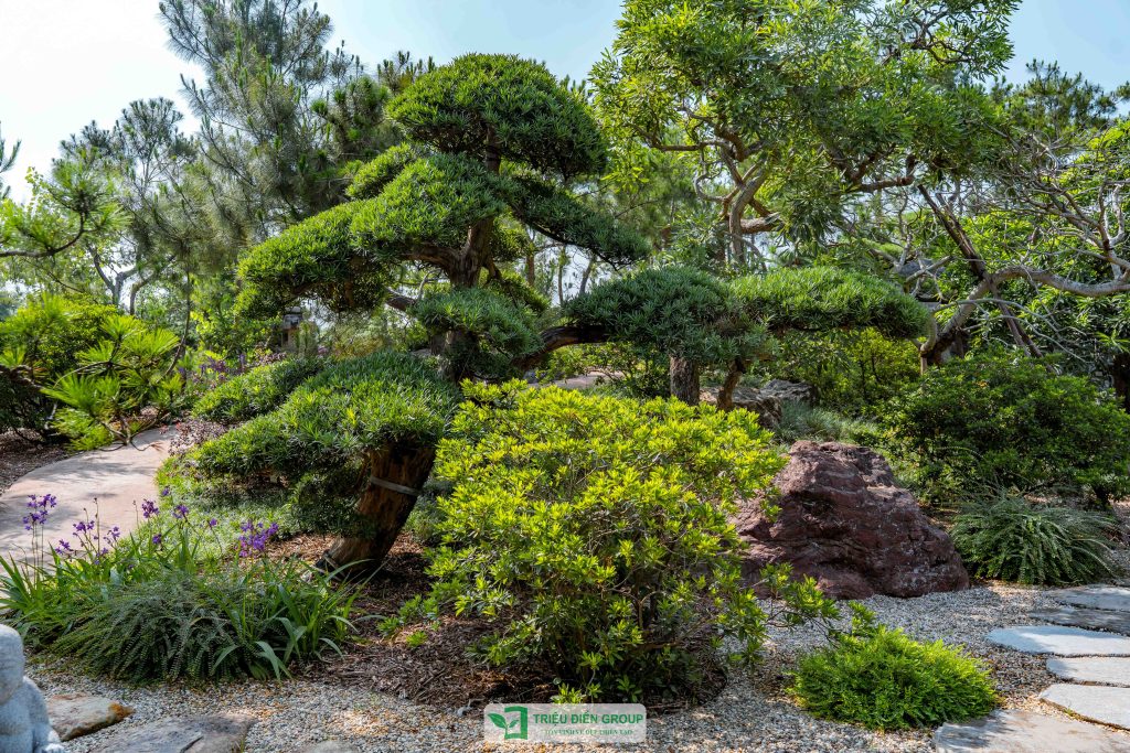 Triết lý Wabi-sabi trong nghệ thuật vườn Nhật: Vẻ đẹp mộc mạc trong thiết kế sân vườn chuẩn Nhật 8 Thiết kế thi công sân vườn trọn gói tại hà nội