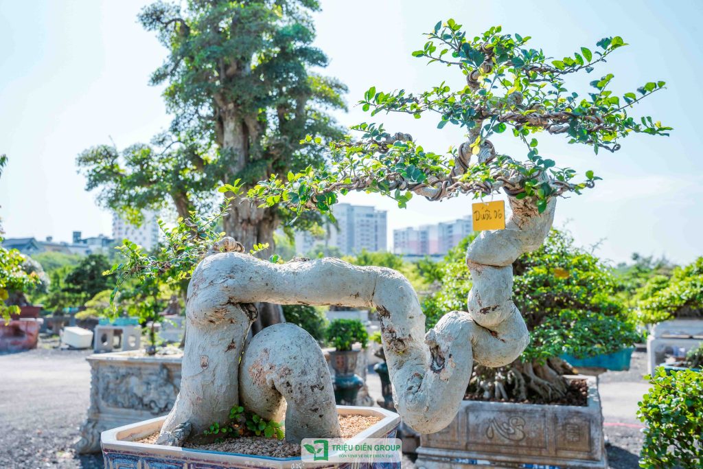 Thiết kế thi công sân vườn trọn gói tại hà nội