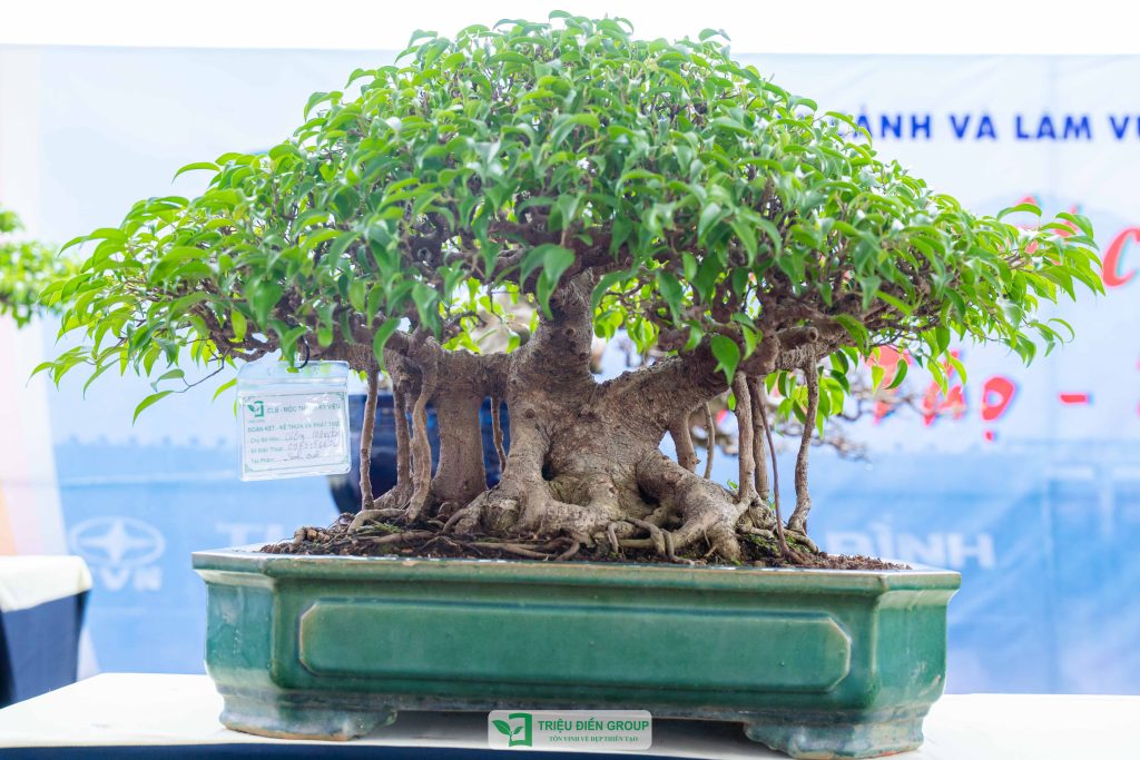 Thiết kế thi công sân vườn trọn gói tại hà nội