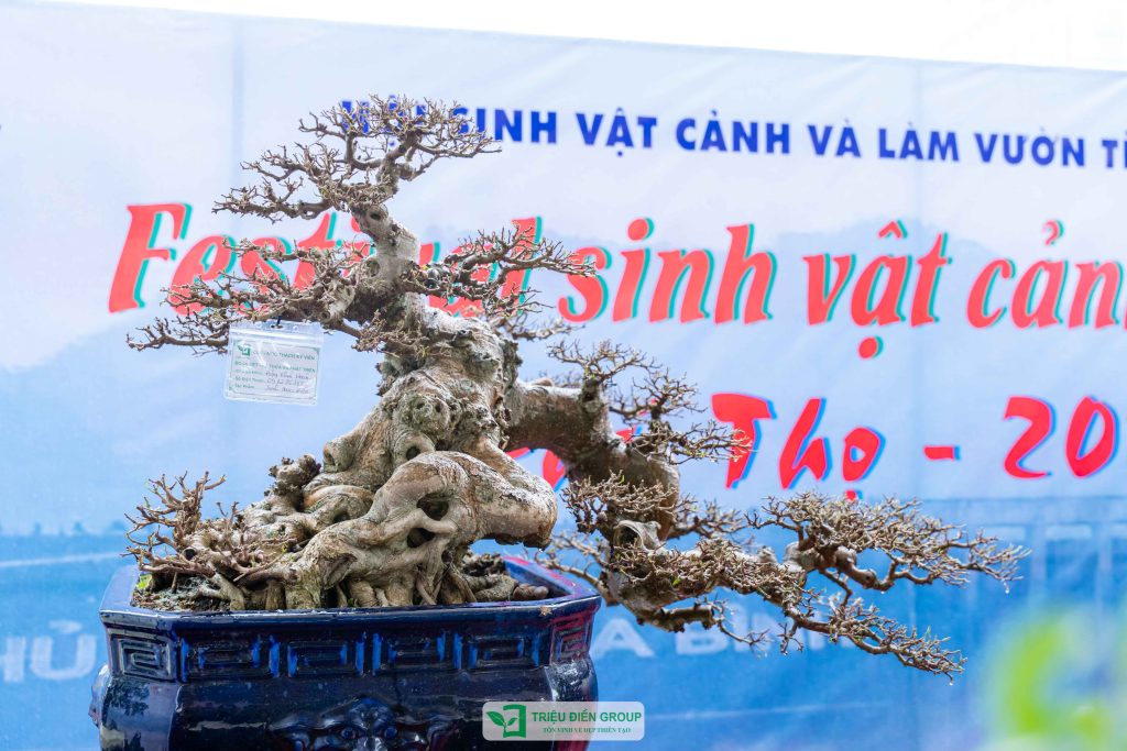 Thiết kế thi công sân vườn trọn gói tại hà nội