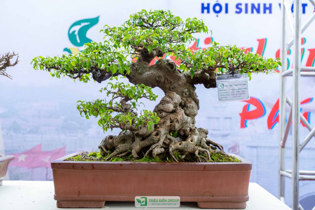 Thiết kế thi công sân vườn trọn gói tại hà nội