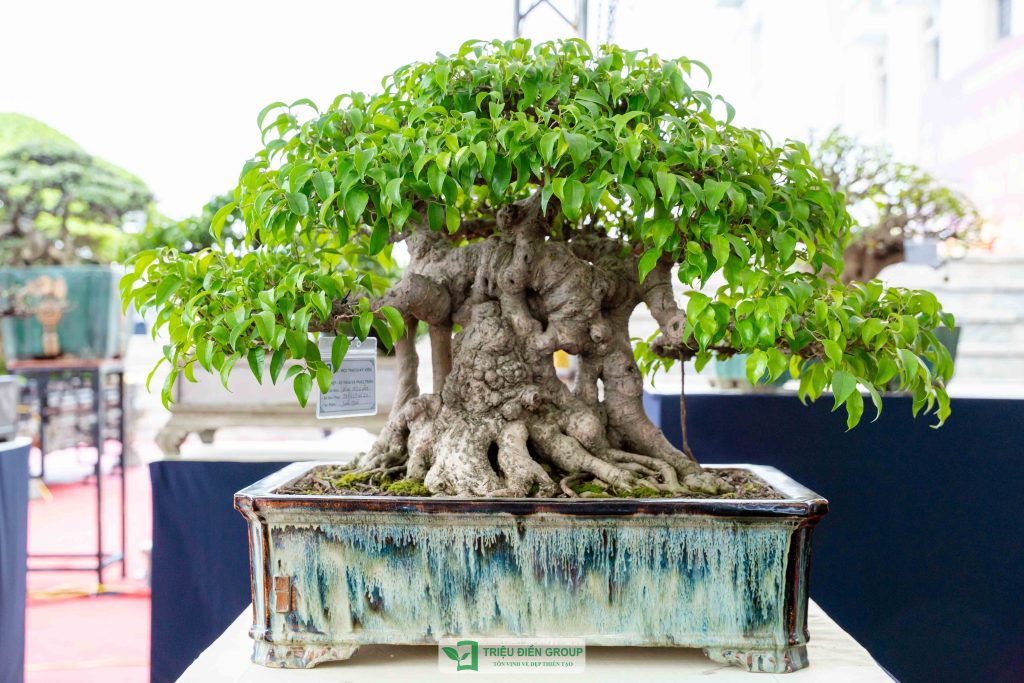 Thiết kế thi công sân vườn trọn gói tại hà nội