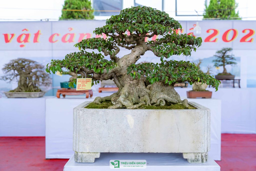 Thiết kế thi công sân vườn trọn gói tại hà nội