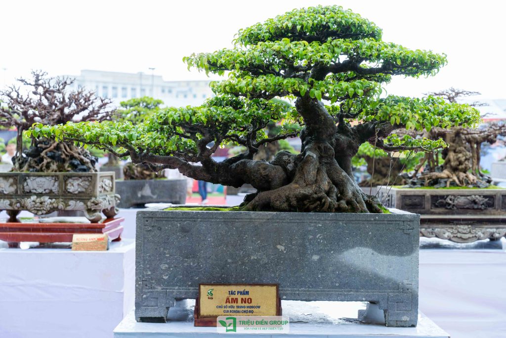 Thiết kế thi công sân vườn trọn gói tại hà nội