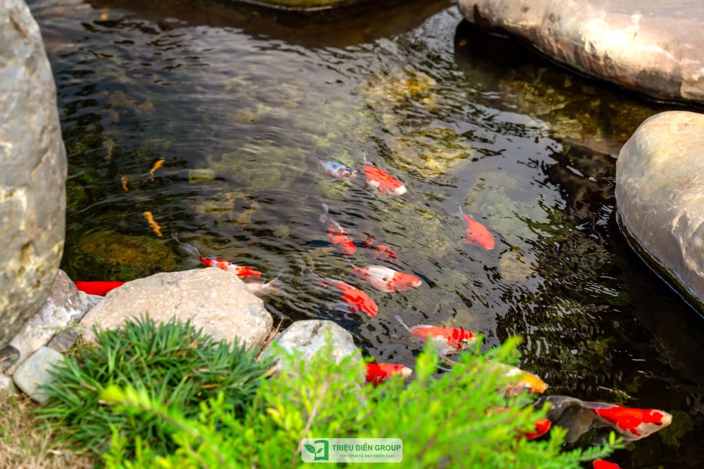 Thiết kế thi công sân vườn trọn gói tại hà nội