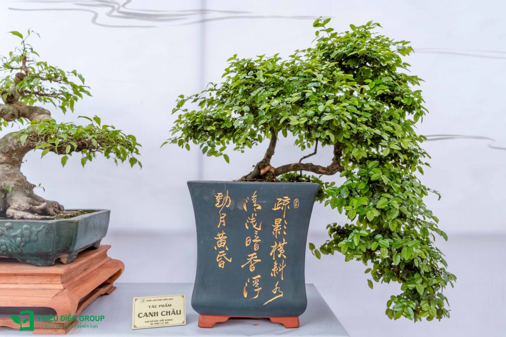 Thiết kế thi công sân vườn trọn gói tại hà nội