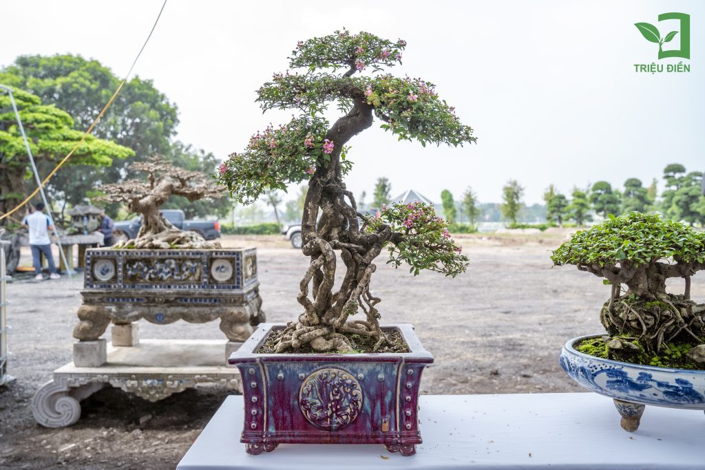 Thiết kế thi công sân vườn trọn gói tại hà nội