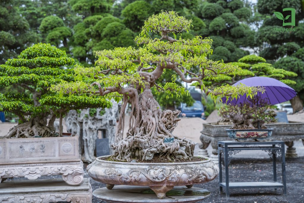 Thiết kế thi công sân vườn trọn gói tại hà nội