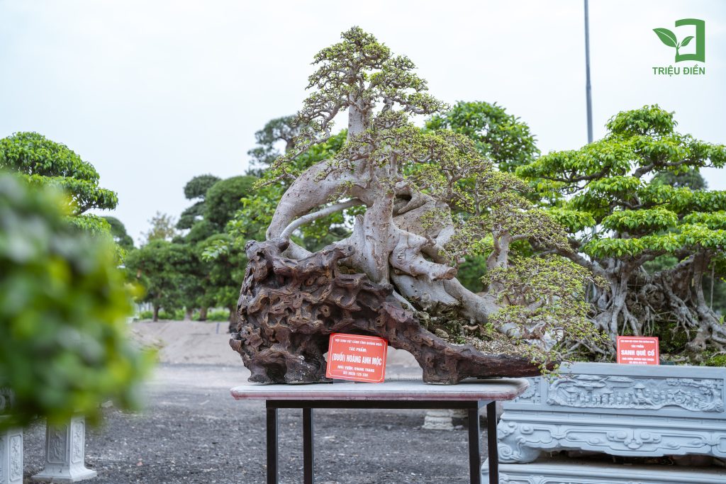 Thiết kế thi công sân vườn trọn gói tại hà nội