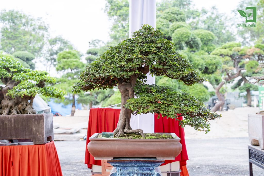 Thiết kế thi công sân vườn trọn gói tại hà nội