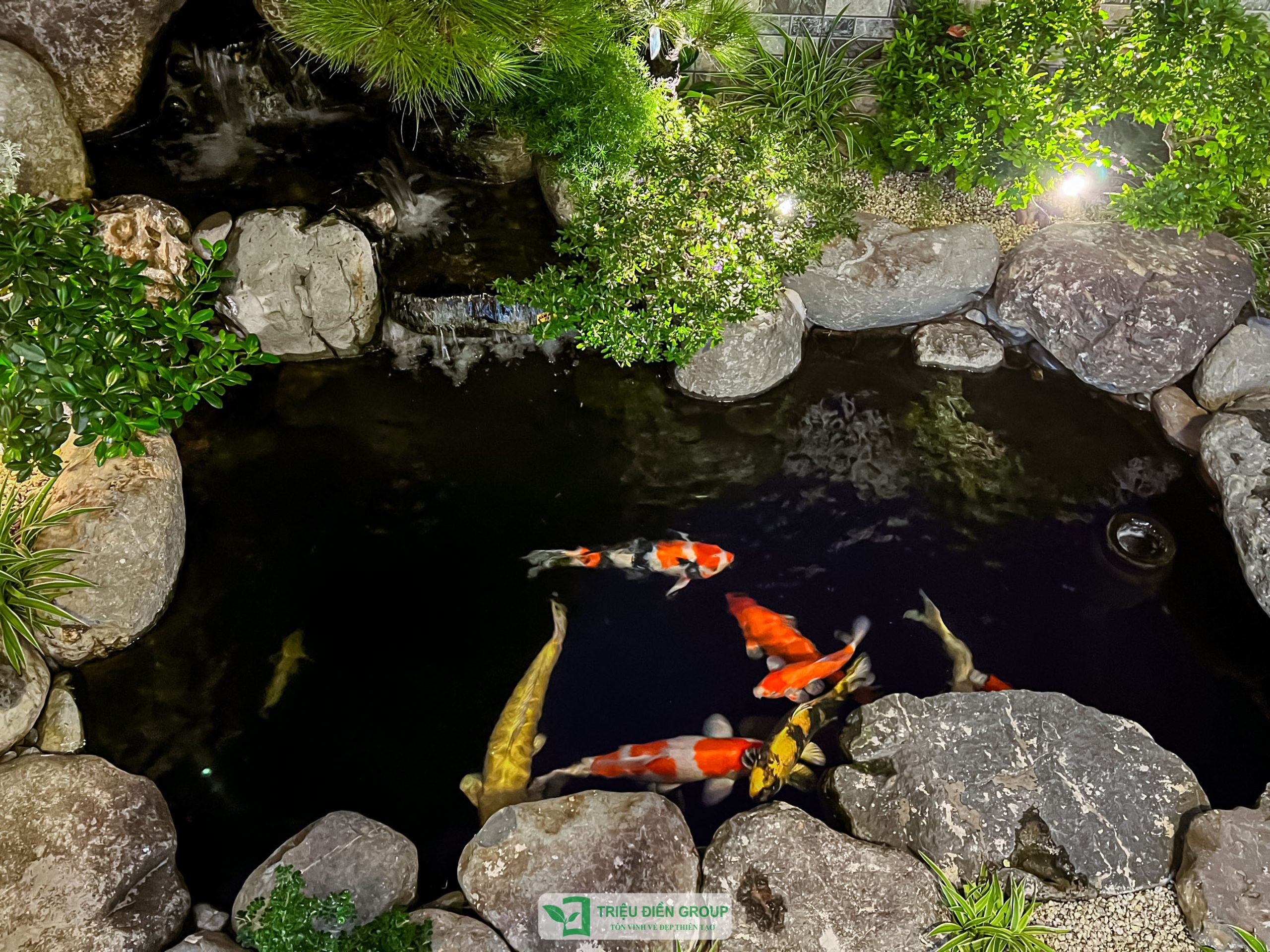 Cá Koi Nhật và Cá Koi Việt – Nên chọn loại nào cho sân vườn của bạn?