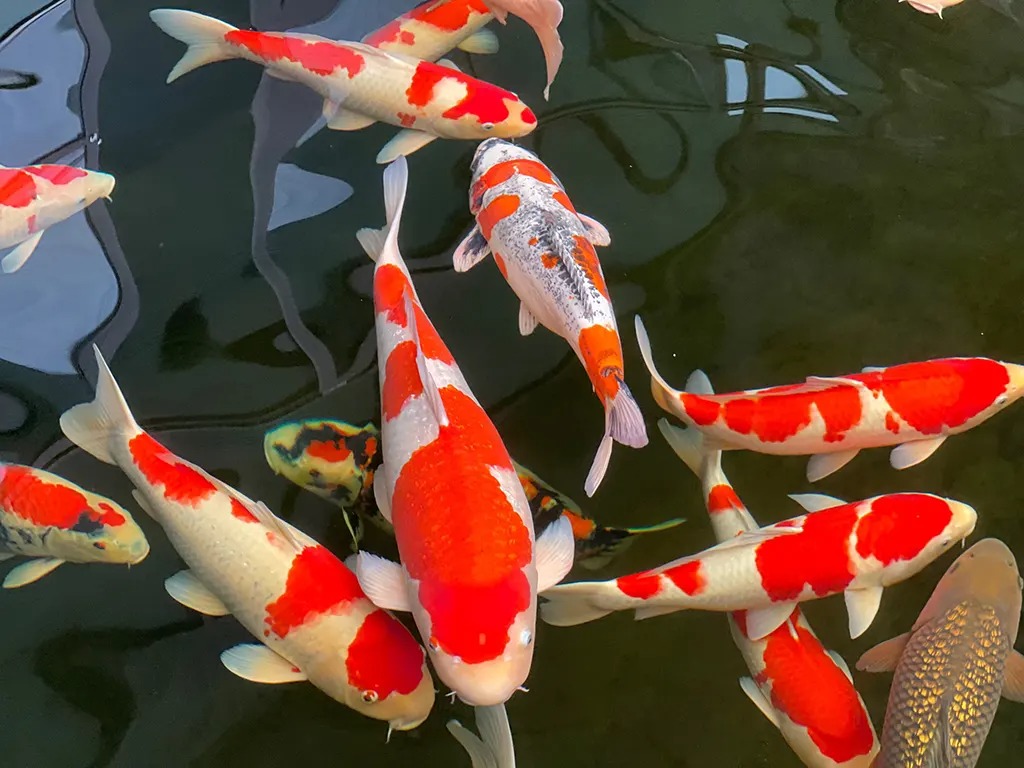 Thiết kế thi công sân vườn trọn gói tại hà nội