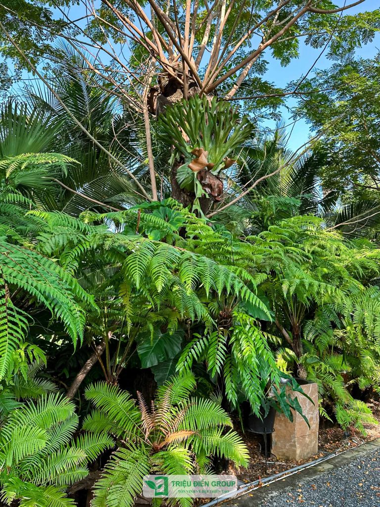 Thiết kế thi công sân vườn trọn gói tại hà nội