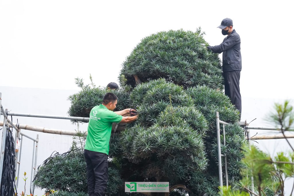 Thiết kế thi công sân vườn trọn gói tại hà nội