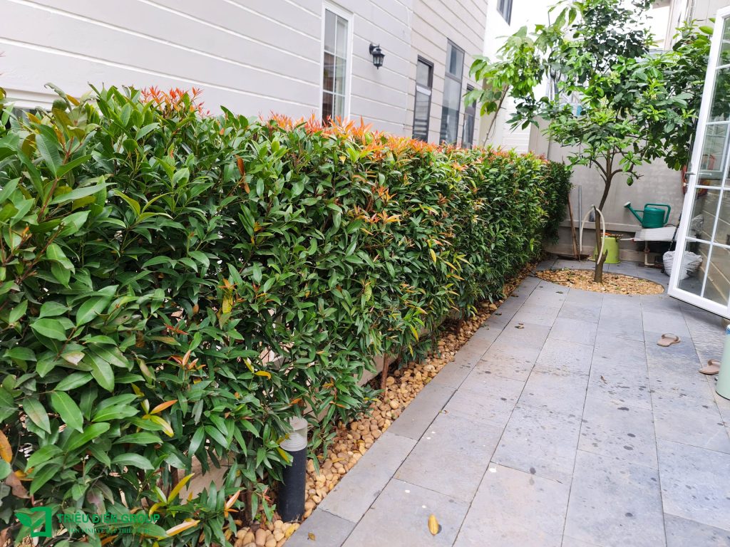 Giải pháp thiết kế sân vườn biệt thự đẹp tại Ecopark – Tinh tế, hiện đại và khác biệt 25 Thiết kế thi công sân vườn trọn gói tại hà nội