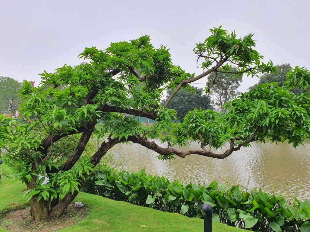 Giải pháp thiết kế sân vườn biệt thự đẹp tại Ecopark – Tinh tế, hiện đại và khác biệt 29 Thiết kế thi công sân vườn trọn gói tại hà nội