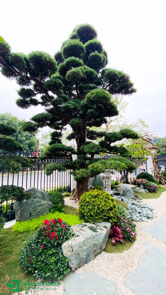 Mẫu sân vườn biệt thự tại Hoa Phượng, Vinhomes Riverside -Thiết kế sân vườn biệt thự cao cấp 15 Thiết kế thi công sân vườn trọn gói tại hà nội