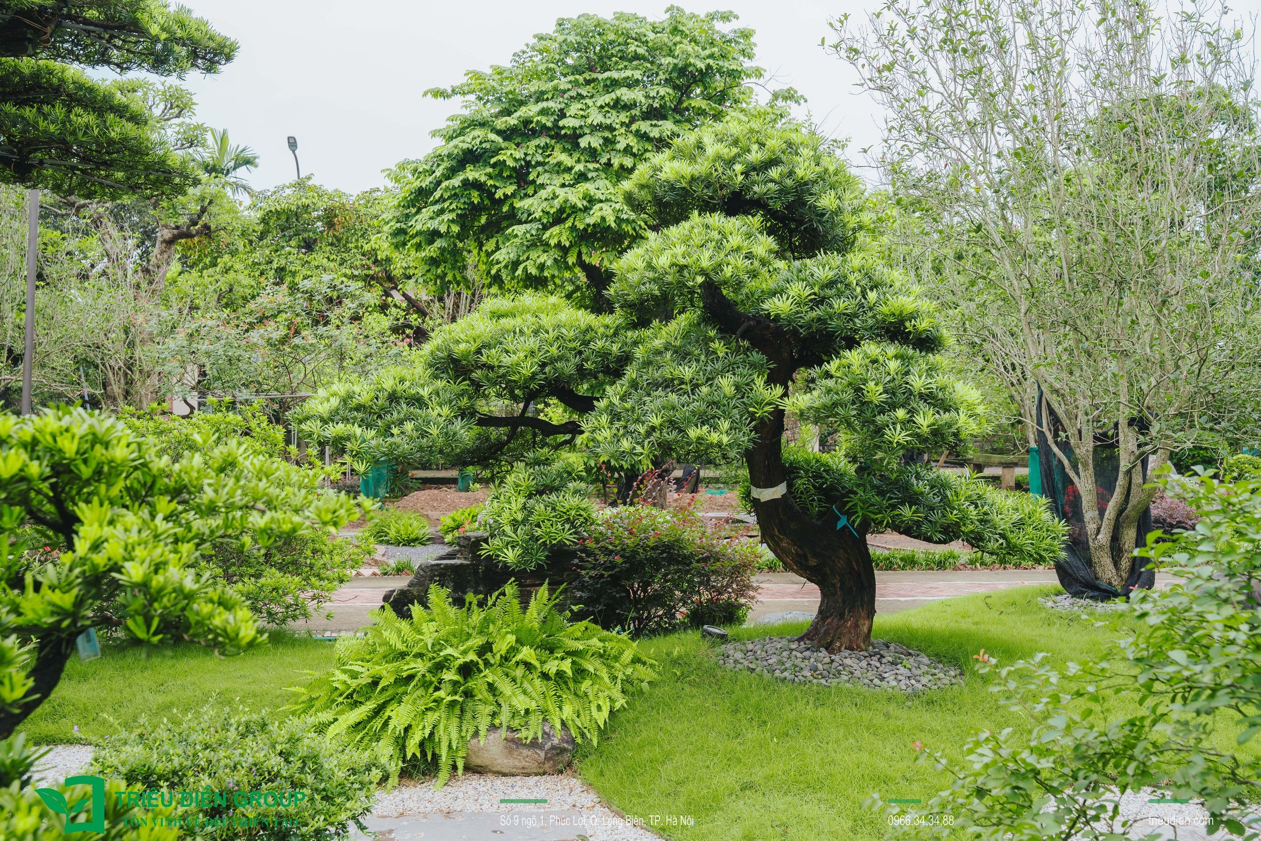 Cảnh quan sân vườn biệt thự tại Thường Tín, Hà Nội – Khoảng lặng sinh thái giữa nhịp sống hiện đại 18 Image 18