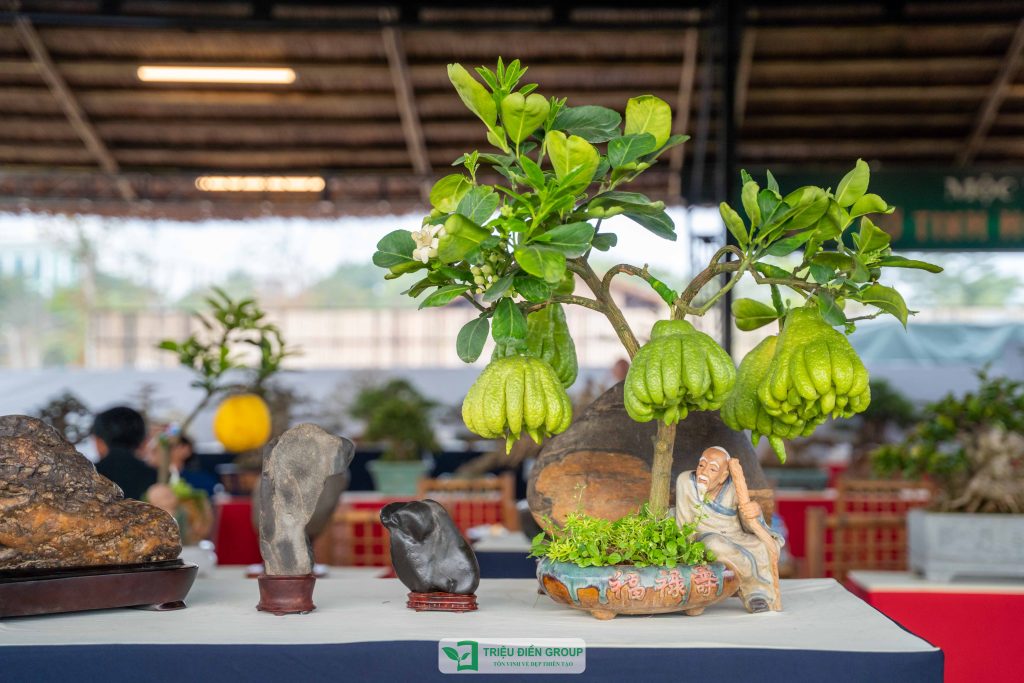 Triển lãm cây cảnh - CLB Mộc Thạch Kỳ Viên sinh hoạt định kỳ Tháng 2/2026 9 Thiết kế thi công sân vườn trọn gói tại hà nội