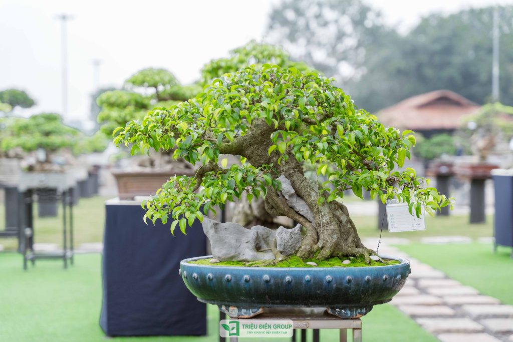 Triển lãm cây cảnh - CLB Mộc Thạch Kỳ Viên sinh hoạt định kỳ Tháng 2/2026 13 Thiết kế thi công sân vườn trọn gói tại hà nội