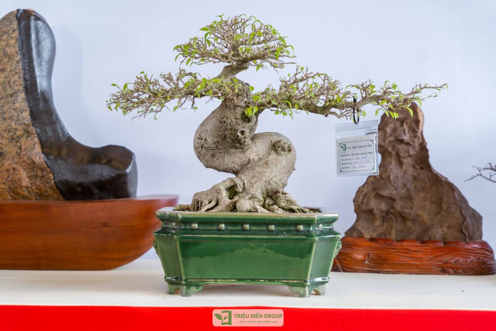 Triển lãm cây cảnh - CLB Mộc Thạch Kỳ Viên sinh hoạt định kỳ Tháng 2/2026 14 Thiết kế thi công sân vườn trọn gói tại hà nội