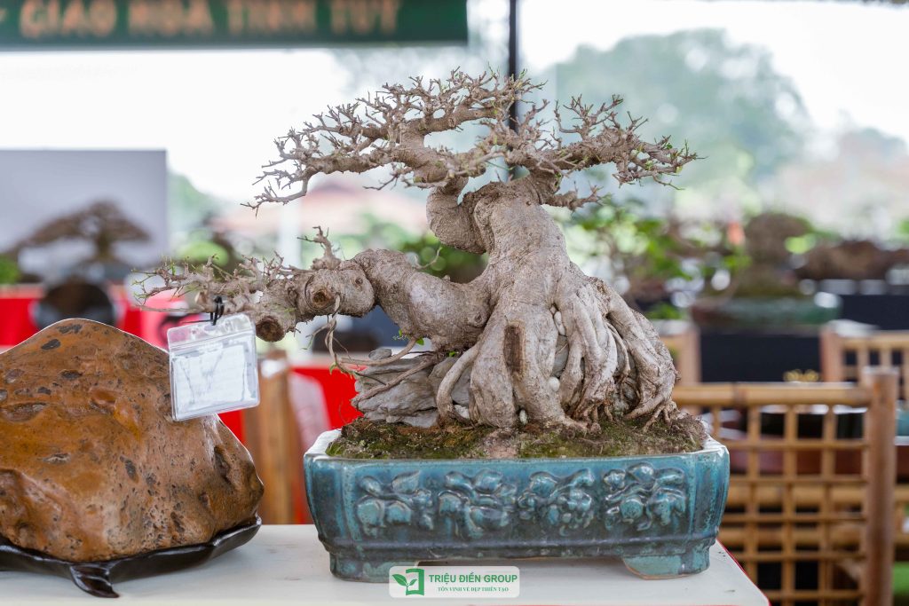 Triển lãm cây cảnh - CLB Mộc Thạch Kỳ Viên sinh hoạt định kỳ Tháng 2/2026 11 Thiết kế thi công sân vườn trọn gói tại hà nội