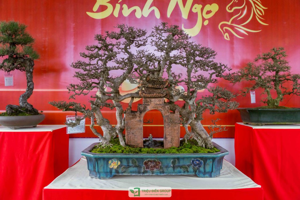 Triển lãm cây cảnh - CLB Mộc Thạch Kỳ Viên sinh hoạt định kỳ Tháng 2/2026 15 Thiết kế thi công sân vườn trọn gói tại hà nội