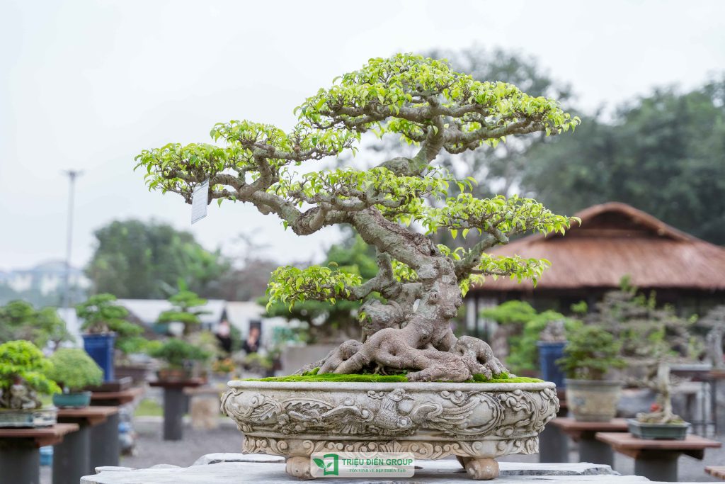 Triển lãm cây cảnh - CLB Mộc Thạch Kỳ Viên sinh hoạt định kỳ Tháng 2/2026 10 Thiết kế thi công sân vườn trọn gói tại hà nội