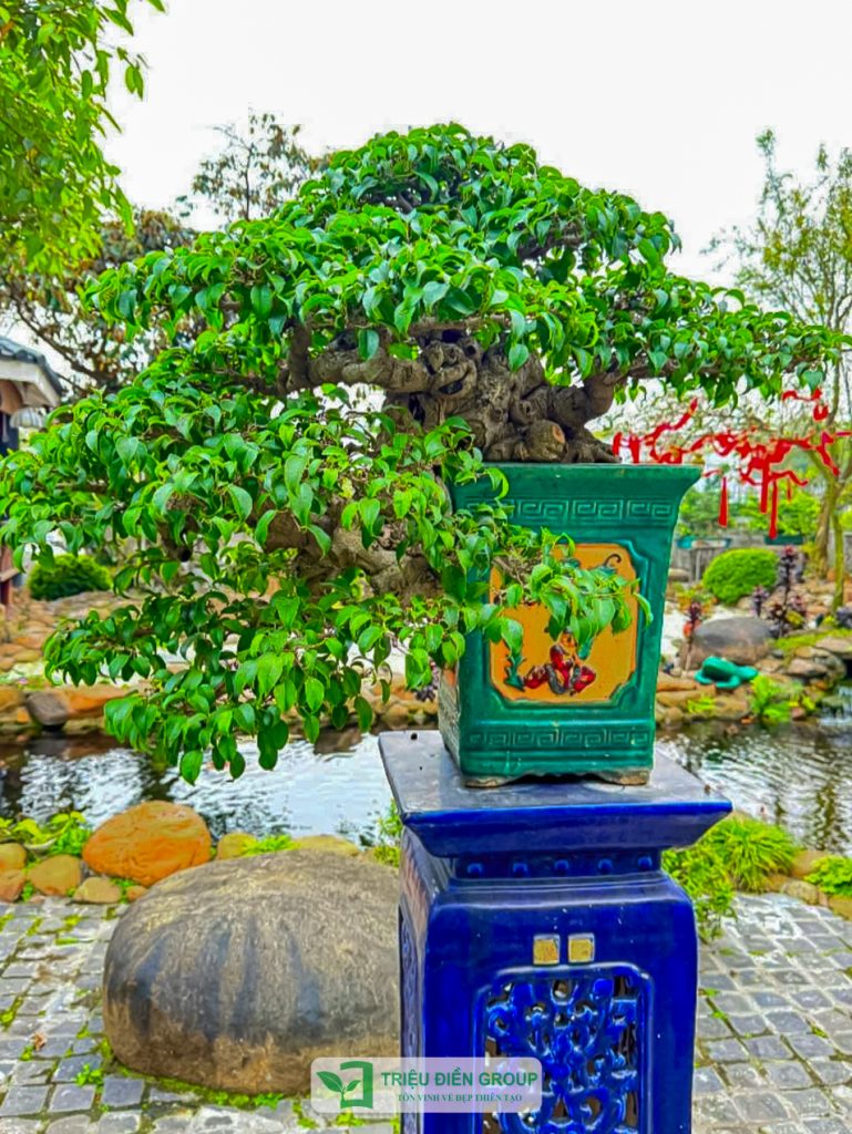 Thiết kế thi công sân vườn trọn gói tại hà nội