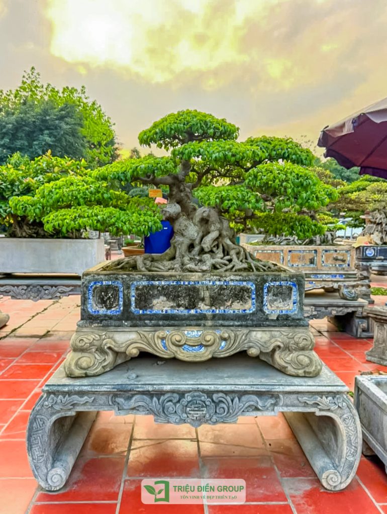 Thiết kế thi công sân vườn trọn gói tại hà nội