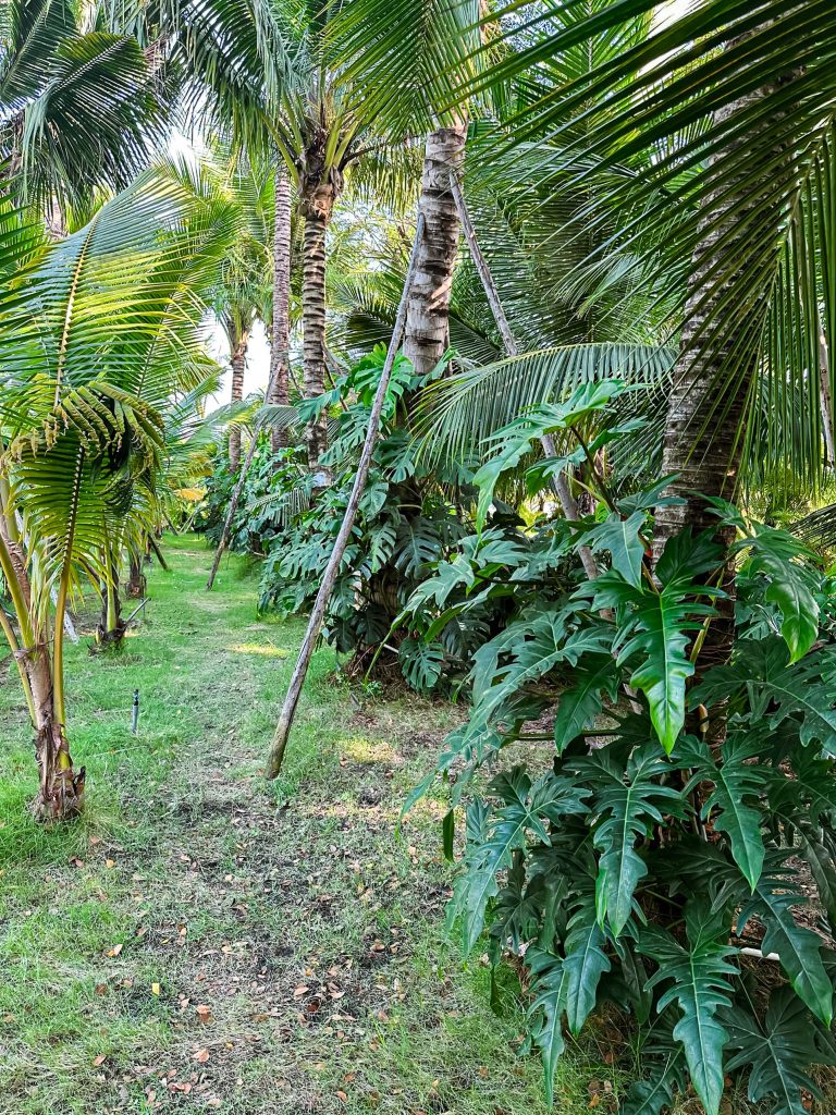 Thiết kế thi công sân vườn trọn gói tại hà nội