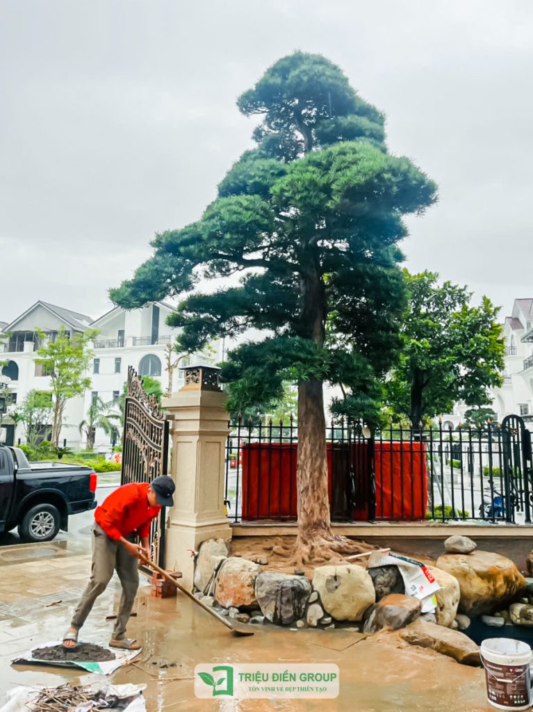 Thiết kế thi công sân vườn trọn gói tại hà nội