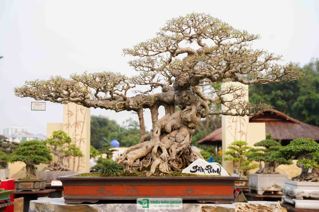 Thiết kế thi công sân vườn trọn gói tại hà nội