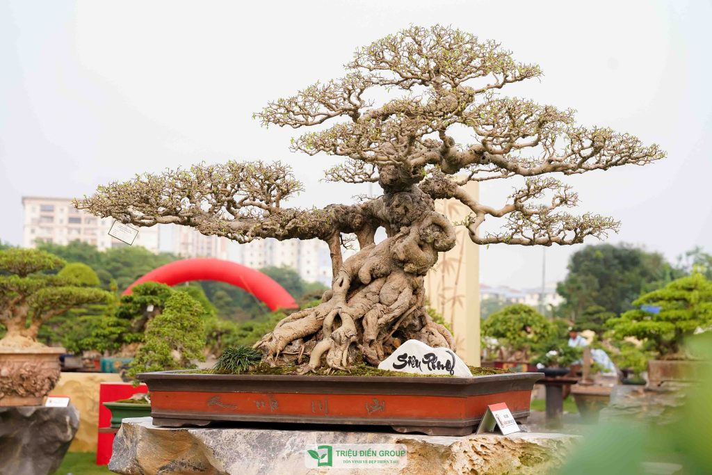 Thiết kế thi công sân vườn trọn gói tại hà nội