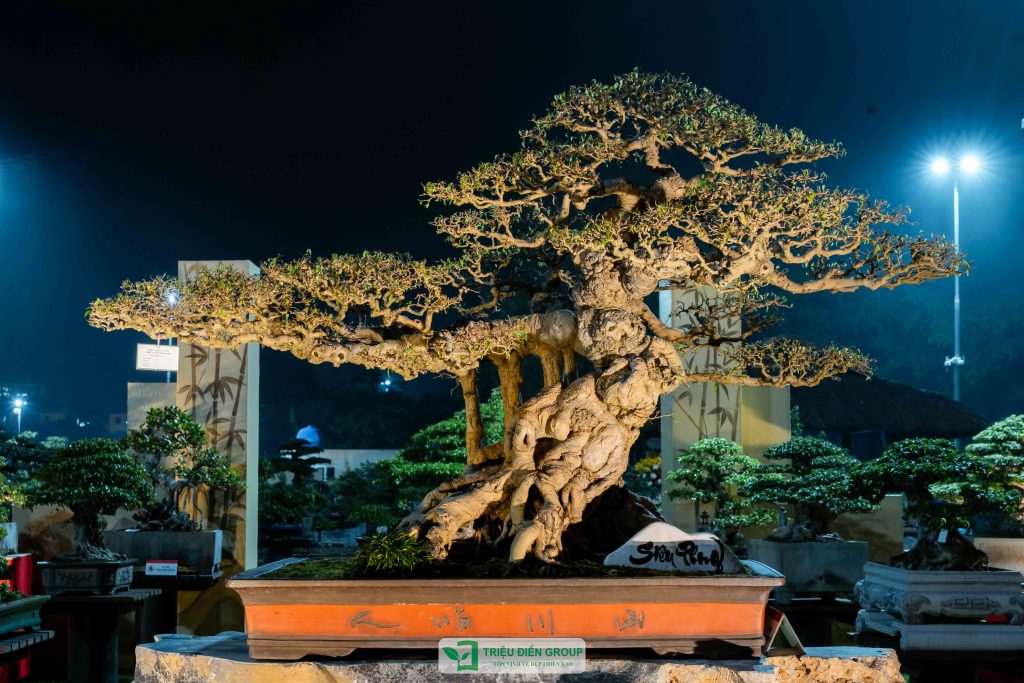 Thiết kế thi công sân vườn trọn gói tại hà nội