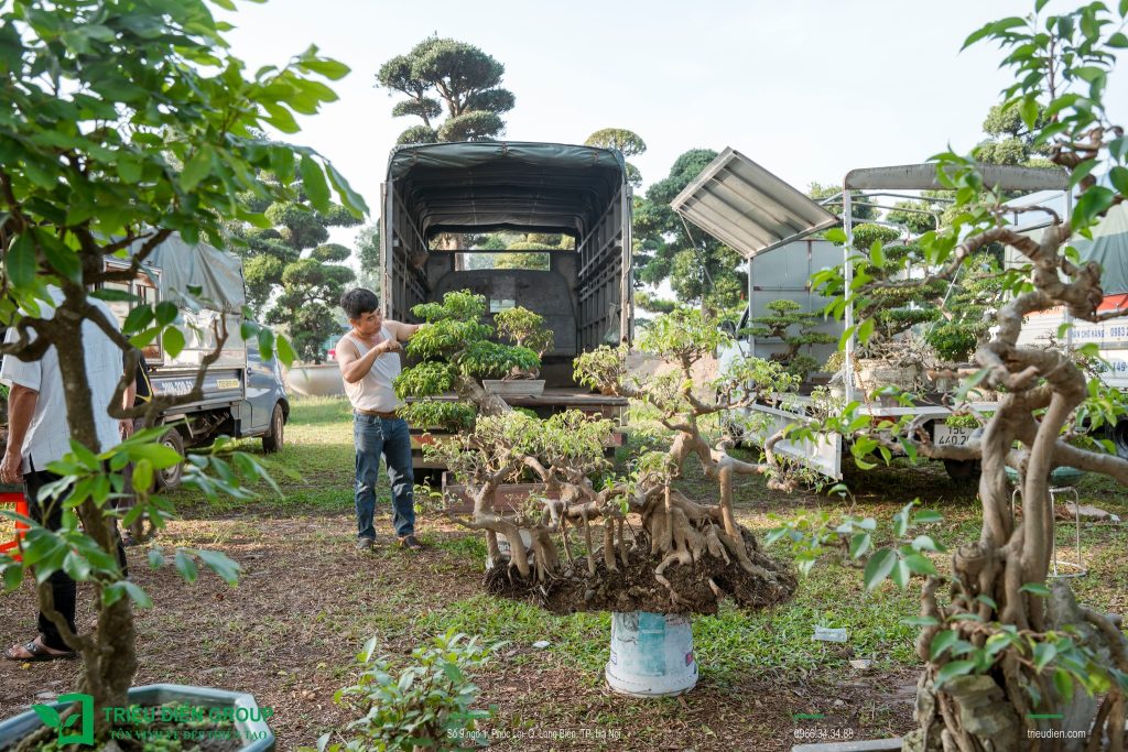 Thiết kế thi công sân vườn trọn gói tại hà nội