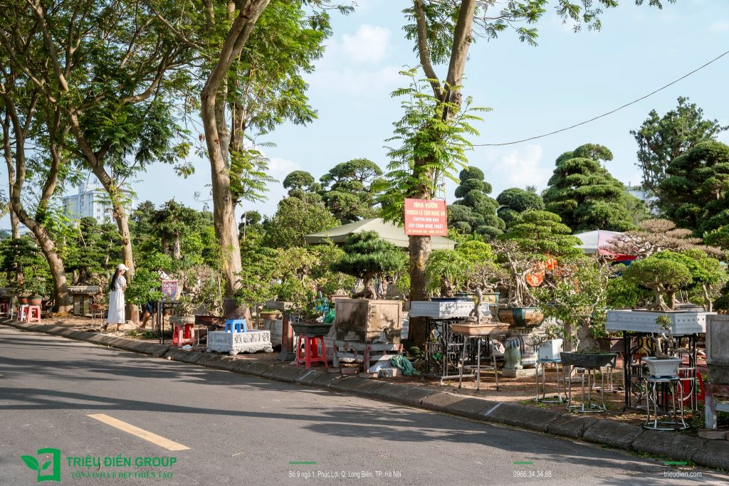 Thiết kế thi công sân vườn trọn gói tại hà nội