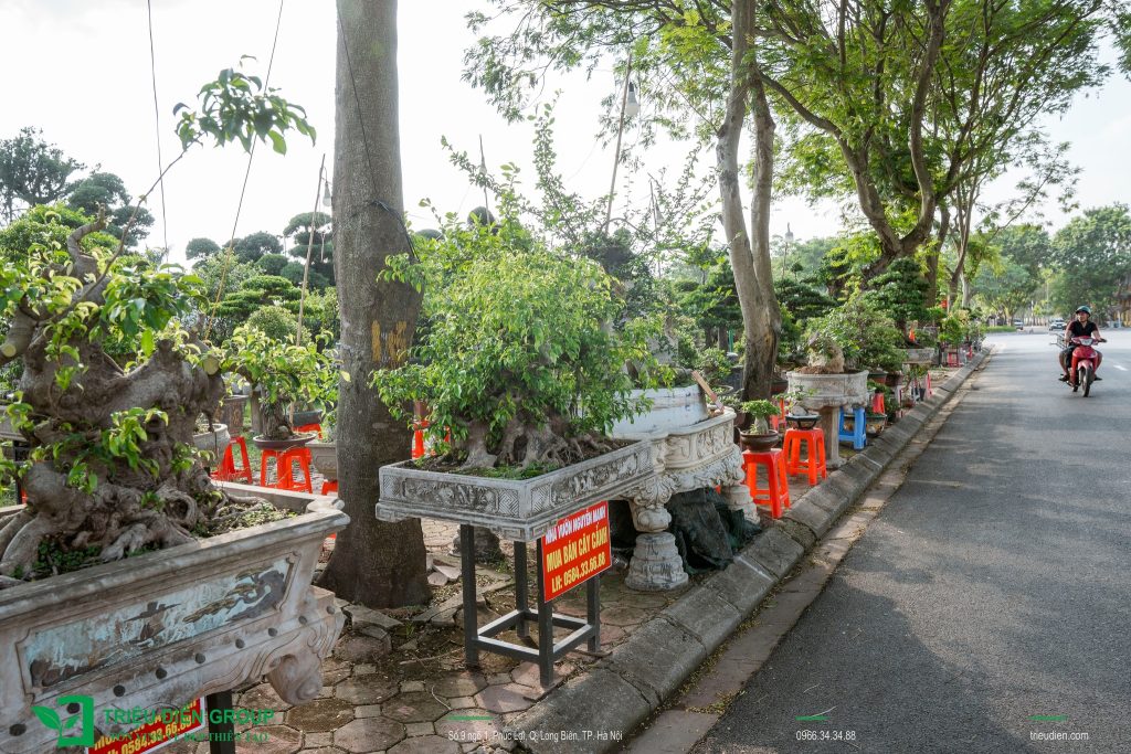 Thiết kế thi công sân vườn trọn gói tại hà nội