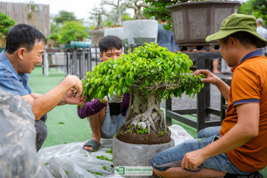 Thiết kế thi công sân vườn trọn gói tại hà nội