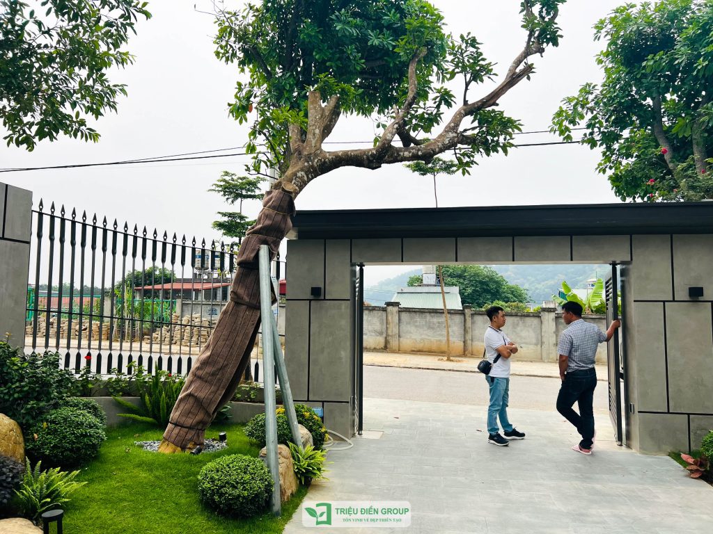 Thiết kế thi công sân vườn trọn gói tại hà nội