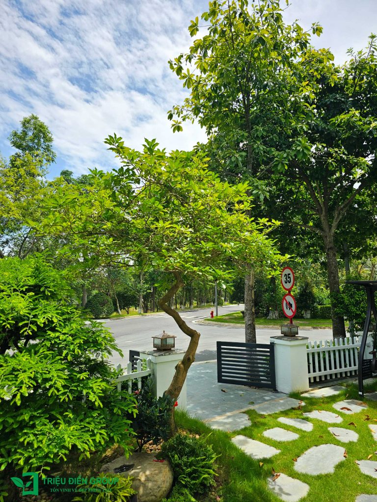 Cải tạo sân vườn biệt thự tại Xanh Villas: Hoàn thiện không gian sống chuẩn resort tại gia 15 Thiết kế thi công sân vườn trọn gói tại hà nội