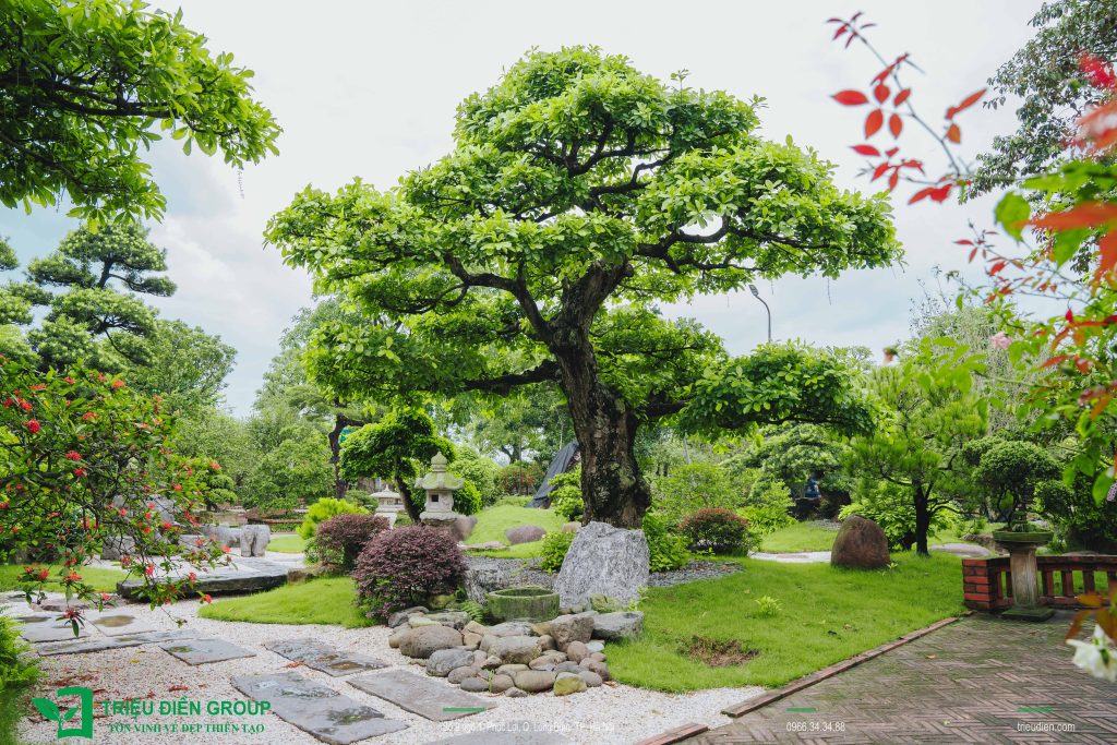 5 Loại cây nên trồng mùa hè cho sân vườn biệt thự giúp không gian xanh mát và giá trị hơn 16 Thiết kế thi công sân vườn trọn gói tại hà nội