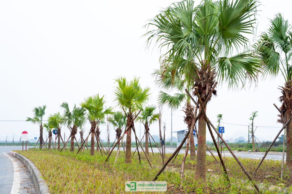 Thiết kế thi công sân vườn trọn gói tại hà nội
