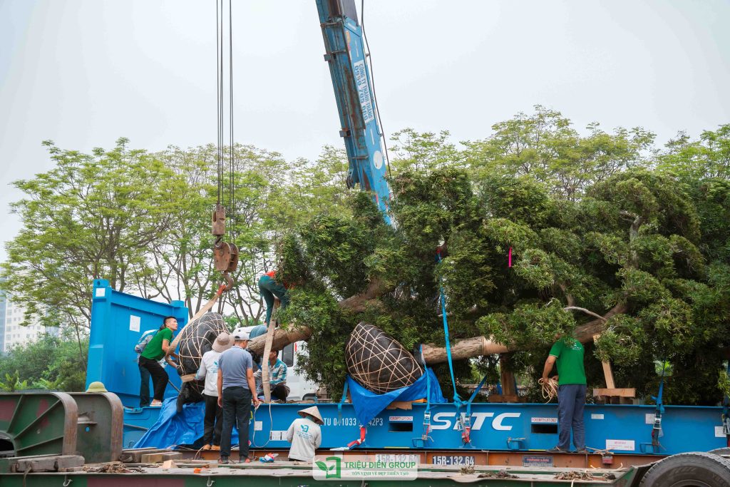 Thiết kế thi công sân vườn trọn gói tại hà nội