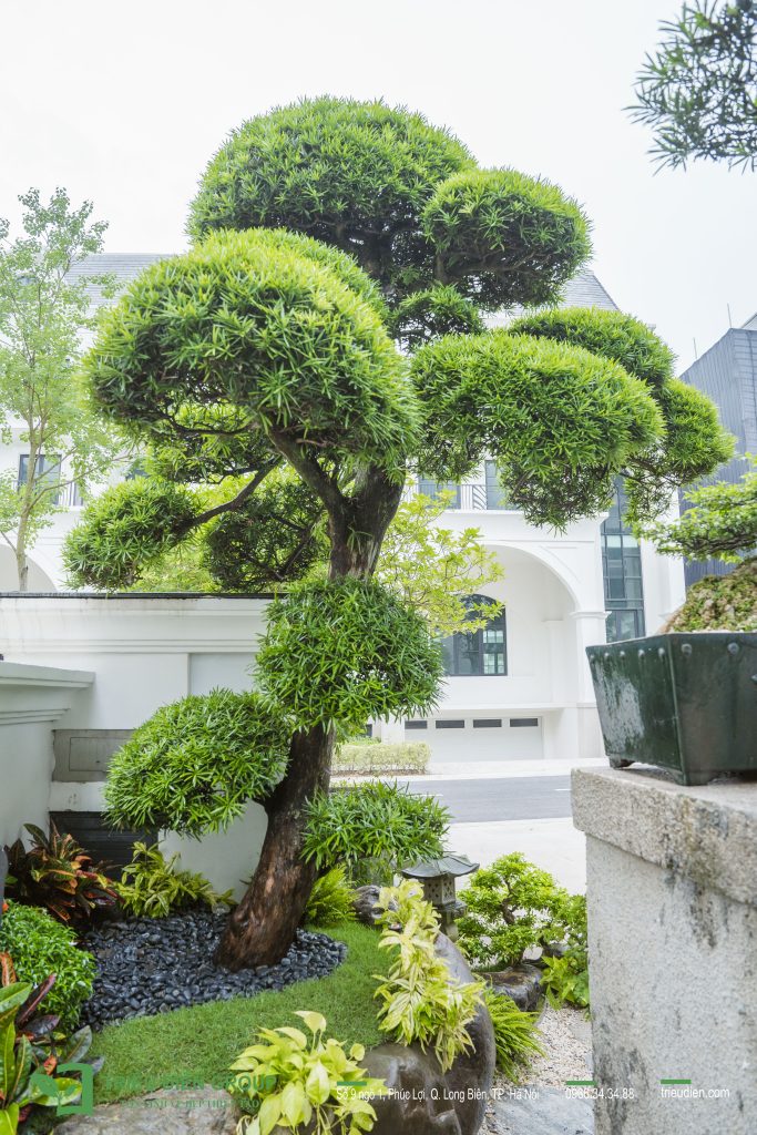 Thiết kế thi công sân vườn trọn gói tại hà nội