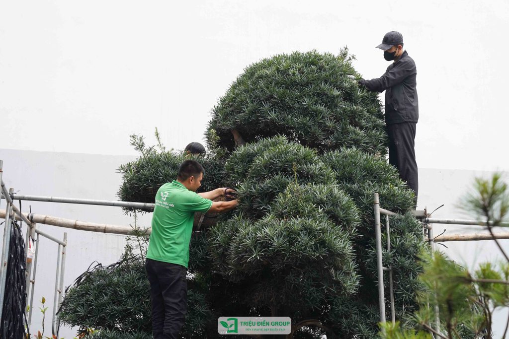 Thiết kế thi công sân vườn trọn gói tại hà nội
