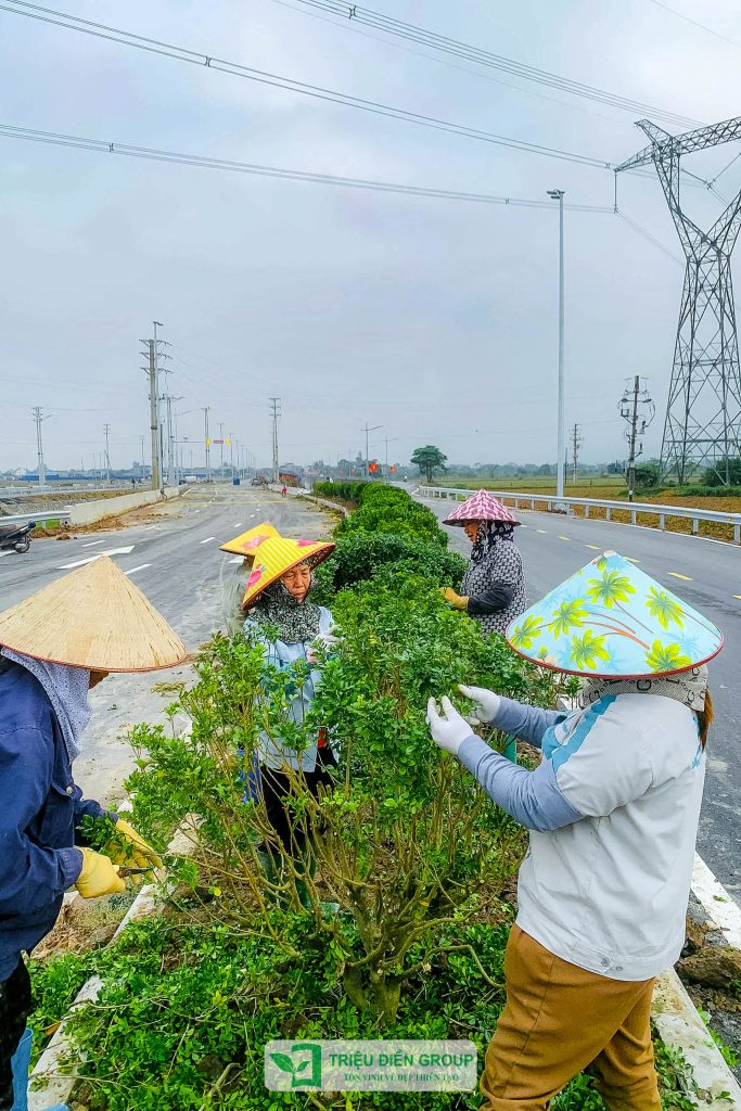 Thiết kế thi công sân vườn trọn gói tại hà nội