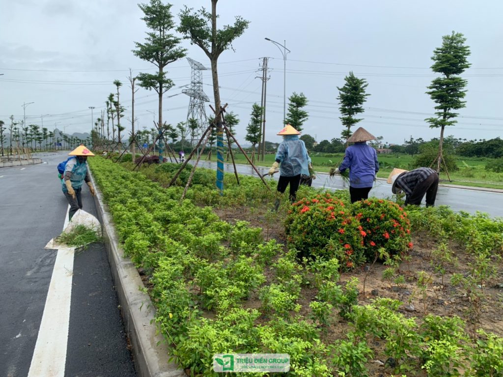 Thiết kế thi công sân vườn trọn gói tại hà nội